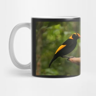 A Regent Bowerbird in the hand is worth two or more photos Mug